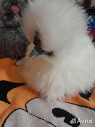 Китайские шелковые куры 10 мес, цена за пару