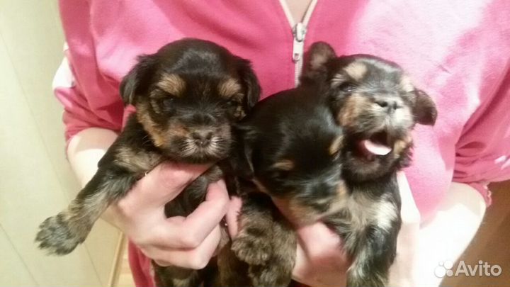 Йокширский терьер щенок