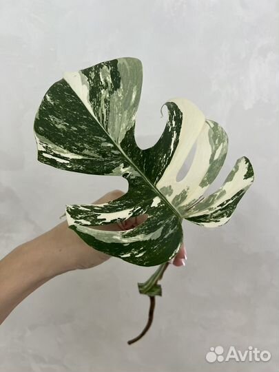 Монстера альба