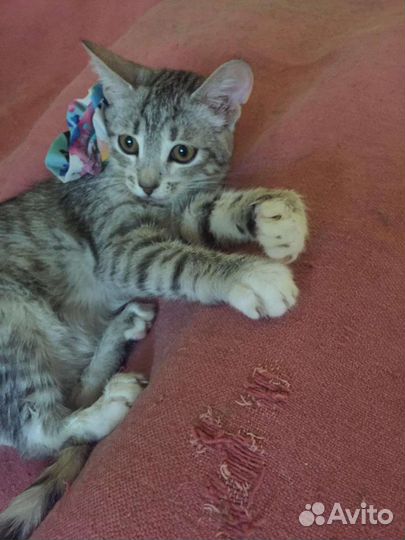 Кошка стерилизованная