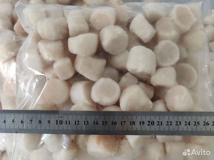 Морской гребешок