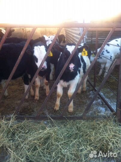 Телята бычки абердины помесь