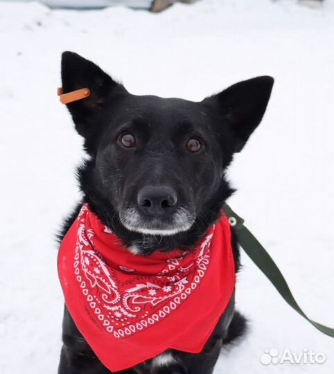 Собака в добрые руки