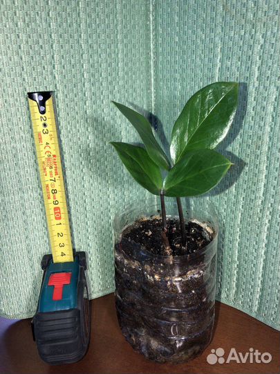 Замиокулькас