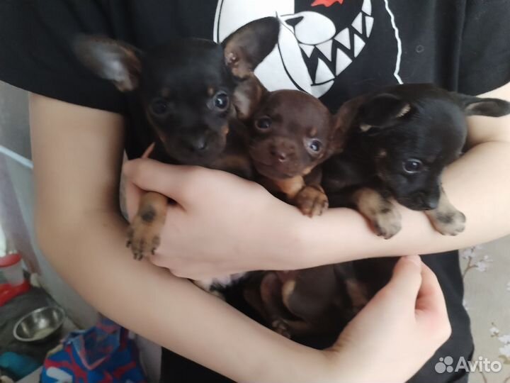 Мини той-терьер щенки