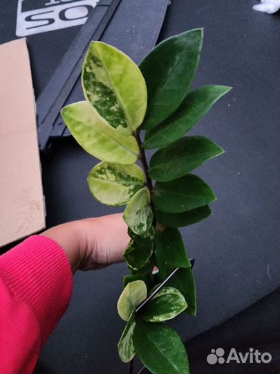 Замиокулькас вар. Zamioculcas variegated
