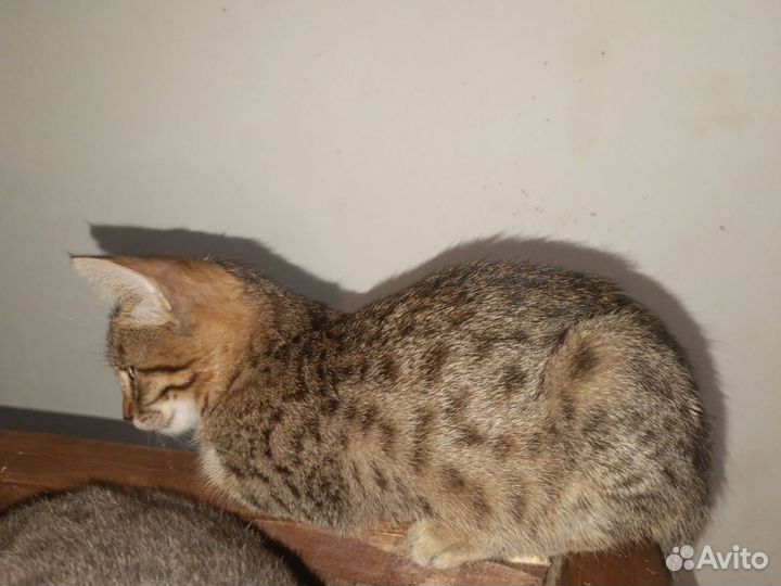 Бенгальские котята