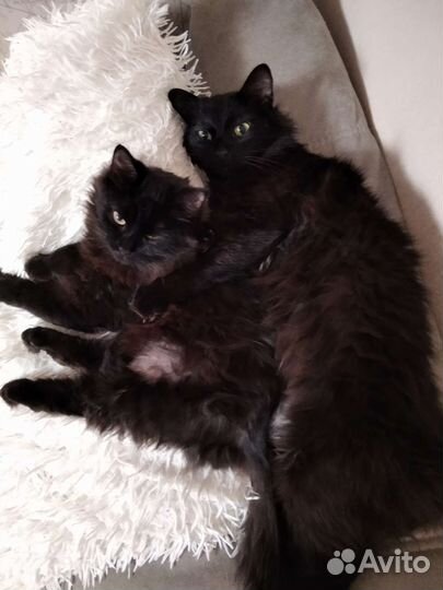 Передержка домашних животных