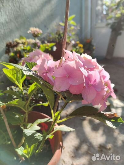 Гортензия крупнолистная саженцы