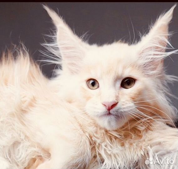 Мейнкунчики