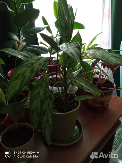 Продаю комнатные цветы