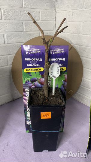 Виноград в ассортименте