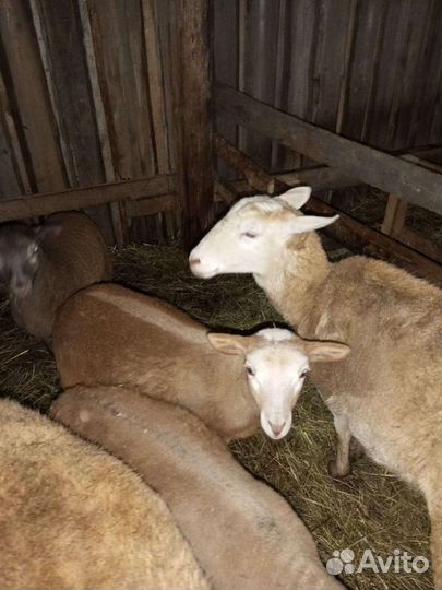 Катумский баран