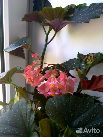 Бегония хойя