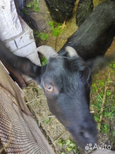 Коза зааненская