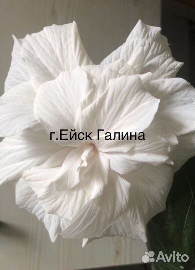 Гибискус,китайская роза