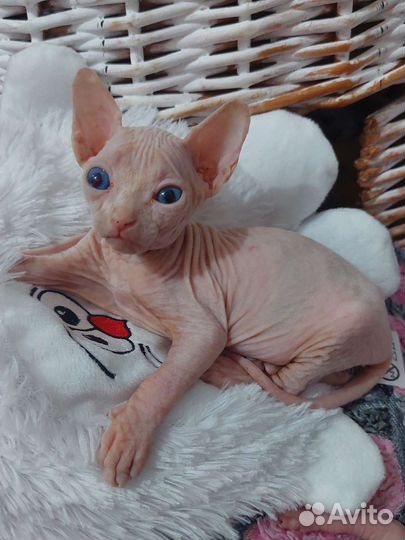 Канадский сфинкс котенок