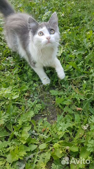 Котёнок в подарок