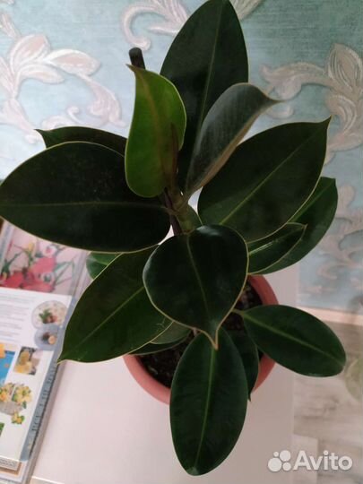 Фикус эластика робуста