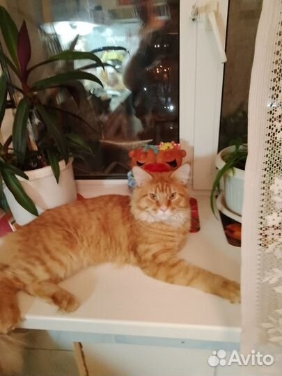 Вязка кошек бесплатно