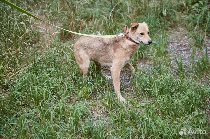 Чудная собака Мишура в добрые руки