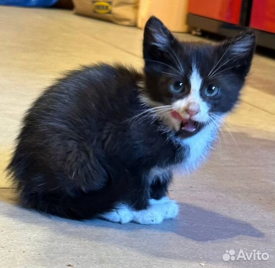 Котенок кот черный белый в добрые руки бездомный