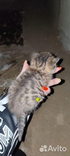 Котёнок девочка