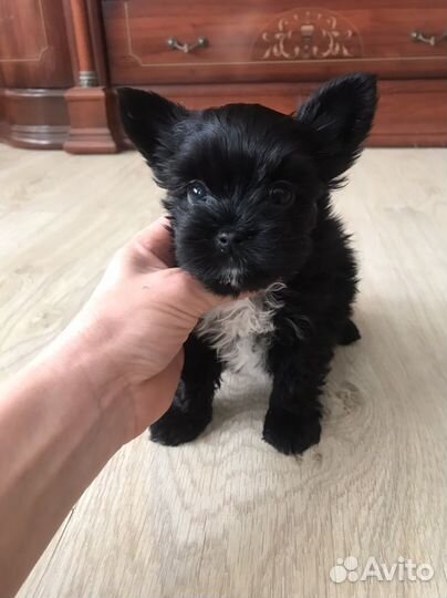 Йоркширский терьер мини девочка