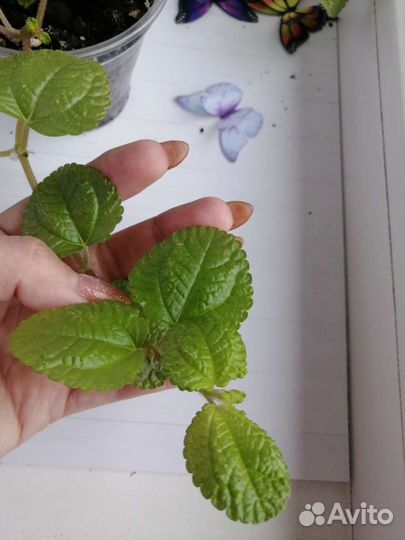 Цветок пелея монетелистная