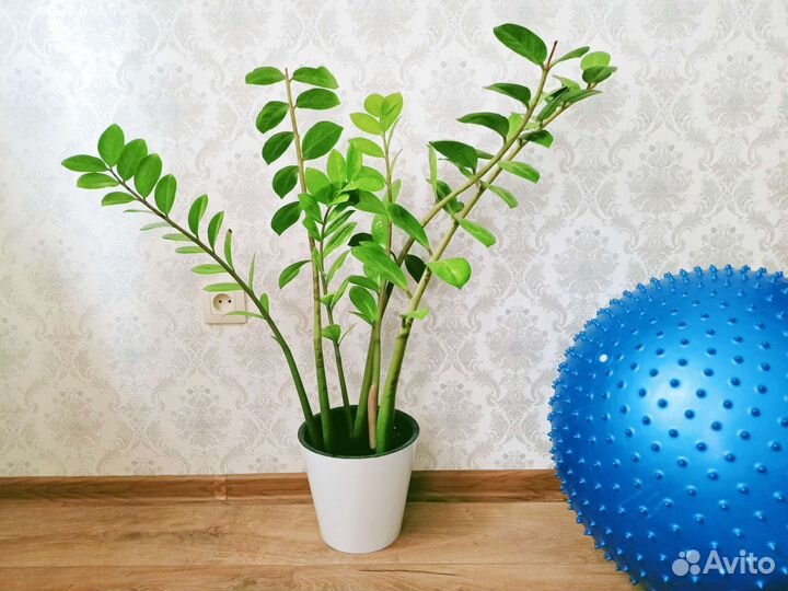 Замиокулькас, долларовое дерево