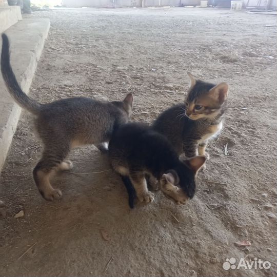 Котята в добрые руки приучены к лотку