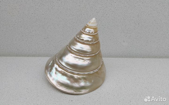 Нилотикус 11*11,7 морская ракушка раковина