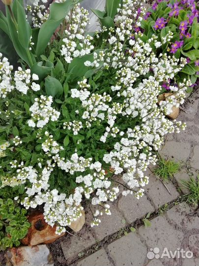 Клубника (усы, рассада, саженцы), цветы