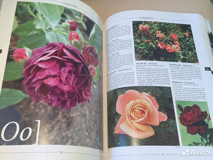 Розы каталог сортов