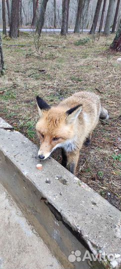 Куршская коса с гидом все возможные локации