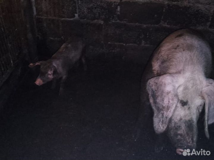 Продаю свое