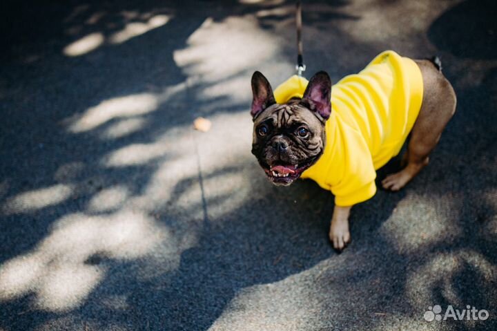 Одежда для собак толстовка