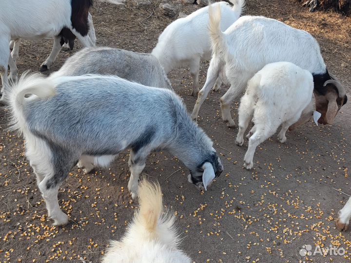Козы 6ти 5ти литр, козлята, бурские и др