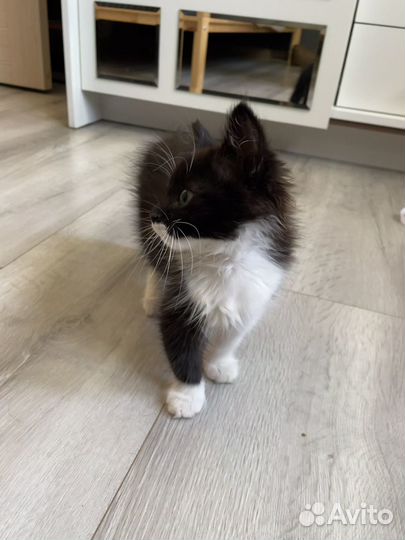 Котенок девочка