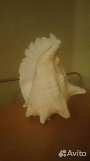 Ракушка морская большая