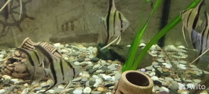 Скалярии и анциструсы