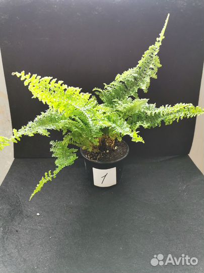 Папоротник кудрявый