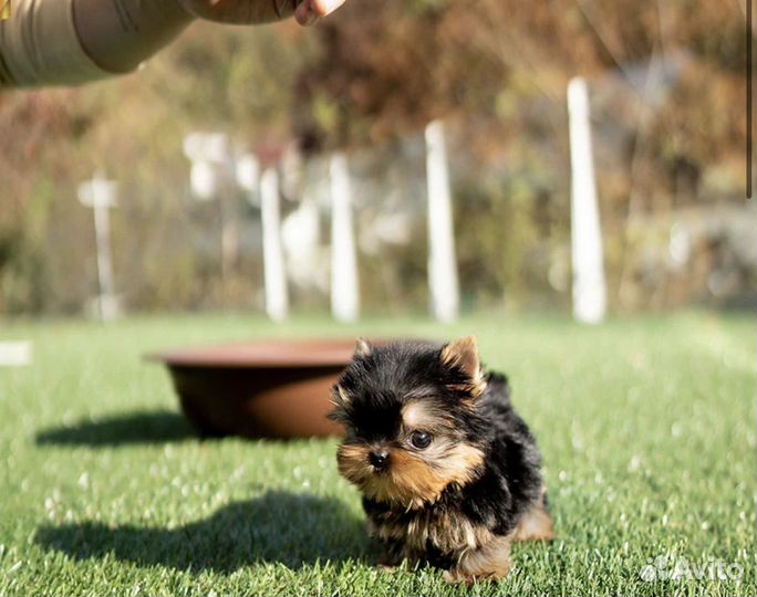 Йоркширский терьер микро и мини доставка есть