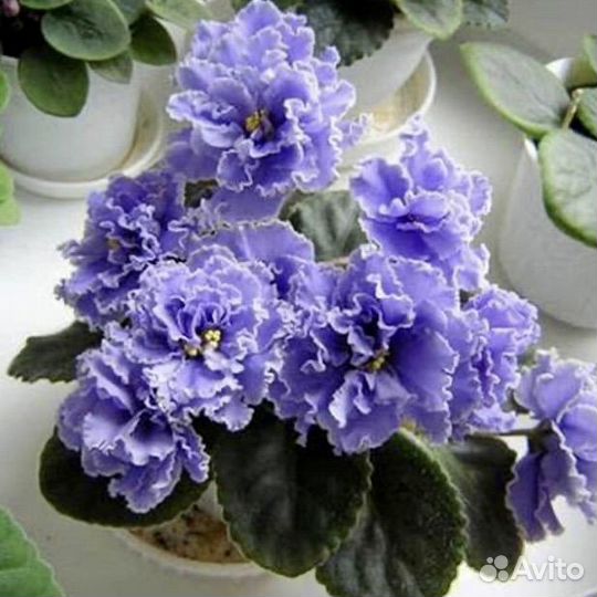 Сортовые фиалки