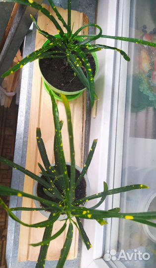 Комнатное растение Кротон