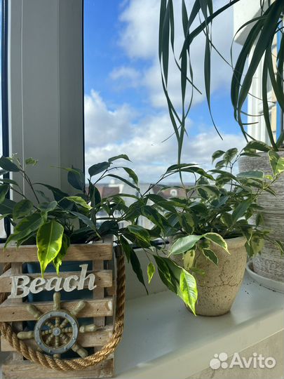 Фикусы разных сортов де Гентель