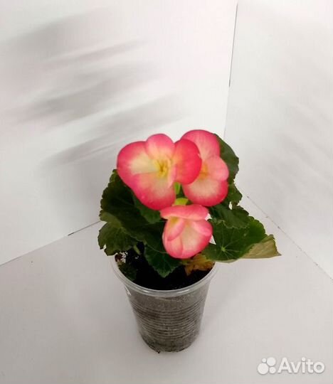 Бегония Элатиор