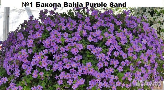 Бакопа, гвоздика ампельная