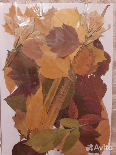 Гербарий, цветы, листья, сухоцвет плоский