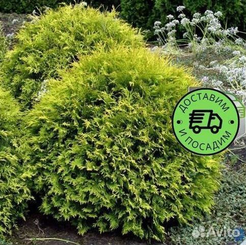 Туя Глобоза